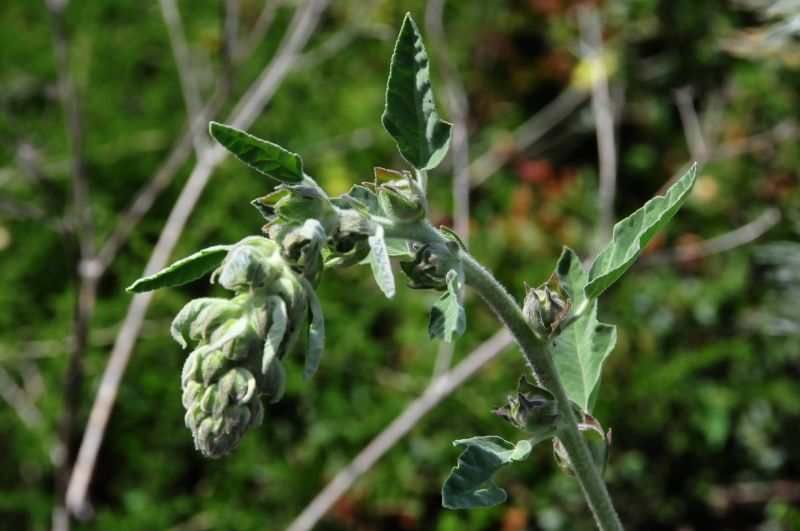 Lavatera olbia / Malvone perenne